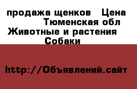 продажа щенков › Цена ­ 5 000 - Тюменская обл. Животные и растения » Собаки   